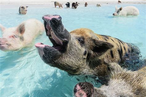 How To Swim With Pigs In The Bahamas At Pig Beach